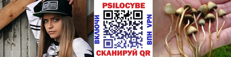 Купить где  Строитель  Псилоцибиновые грибы мицелий 